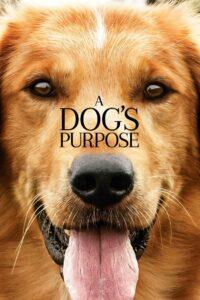 A Dog’s Purpose (2017) หมา เป้าหมาย และเด็กชายของผม