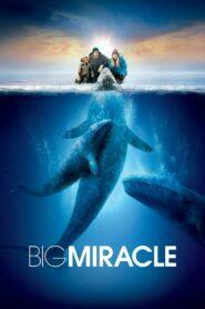 Big Miracle (2012) ปาฏิหารย์วาฬสีเทา